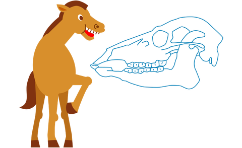 馬の口のつくり