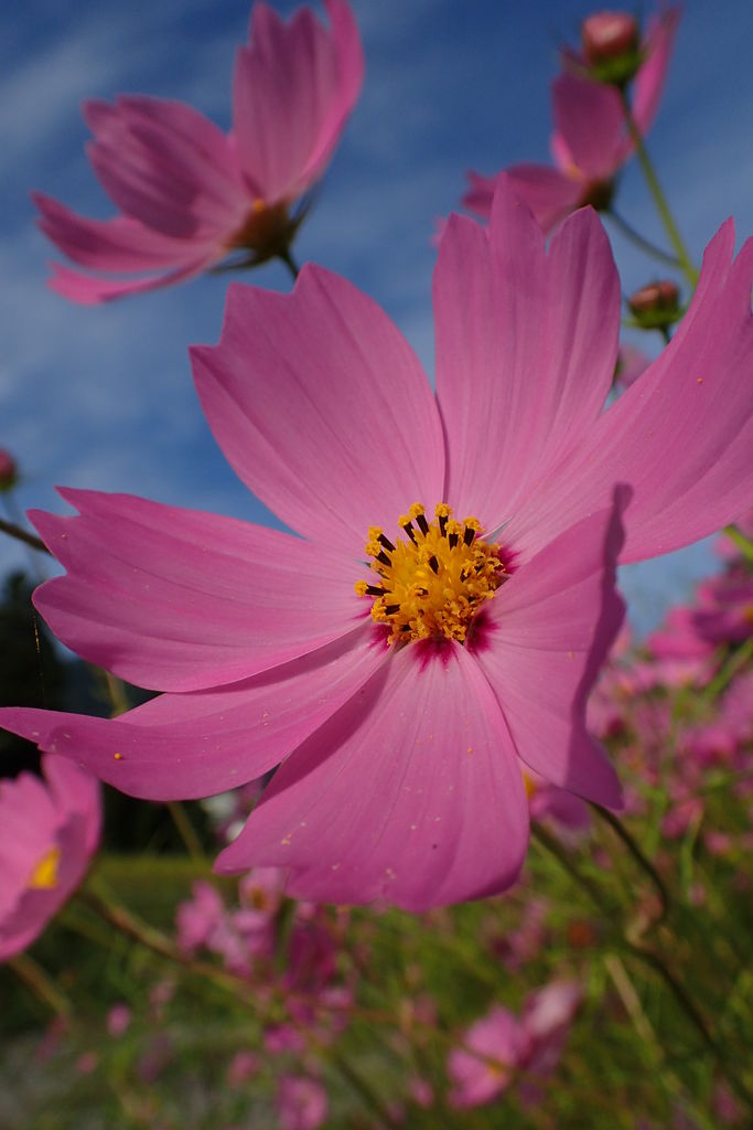 4年国語 一つの花 発問集 元エンジニア 新間草海先生の 叱らないでもいいですか 4年国語 一つの花 発問集 元エンジニア 新間草海先生の 叱らないでもいいですか