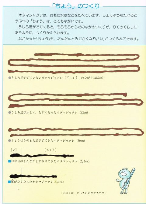 おたまじゃくしの腸2