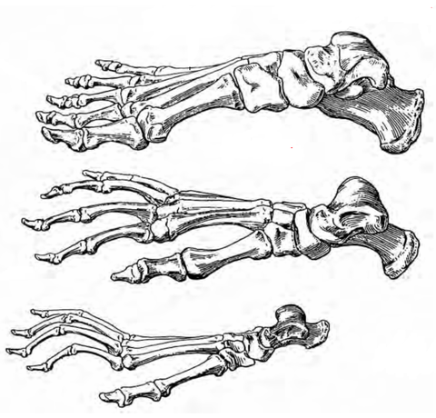 人の足の骨比較