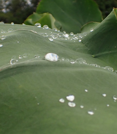 里いものでかい葉と水滴