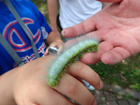 クスサン幼虫をもらった手のひら