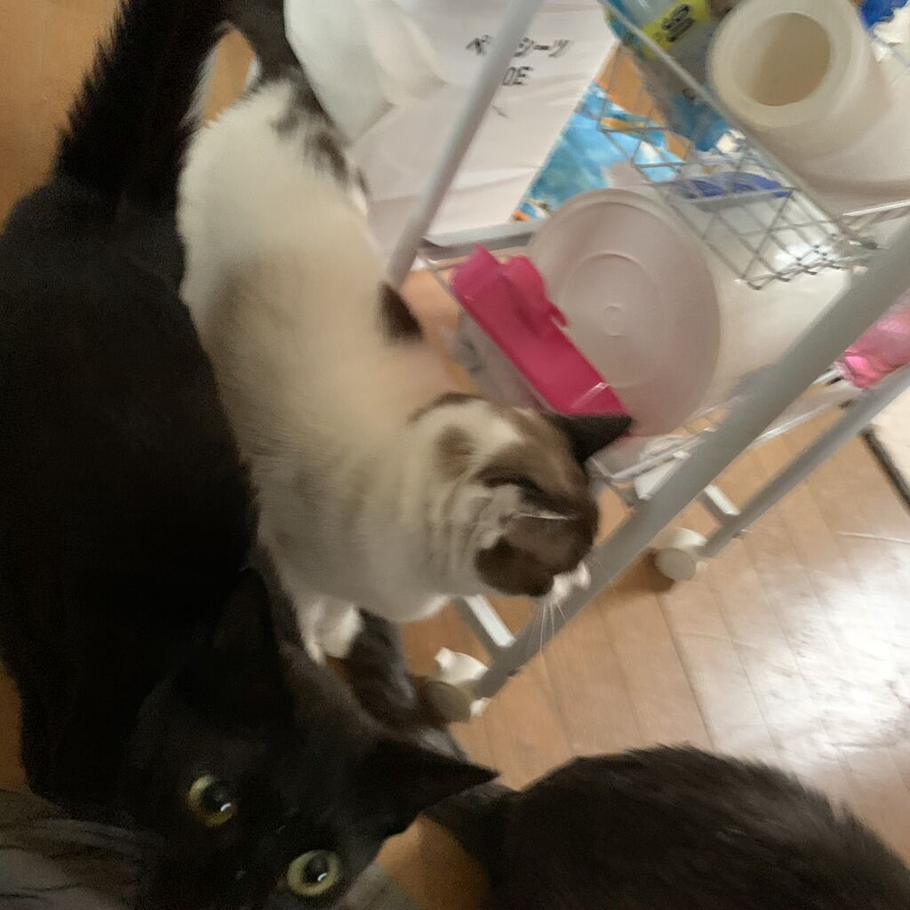 白血病キャリアの子 ねこさま王国