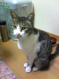 maigo1