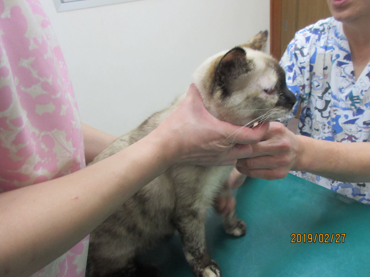 あれから一週間 ねこさま王国