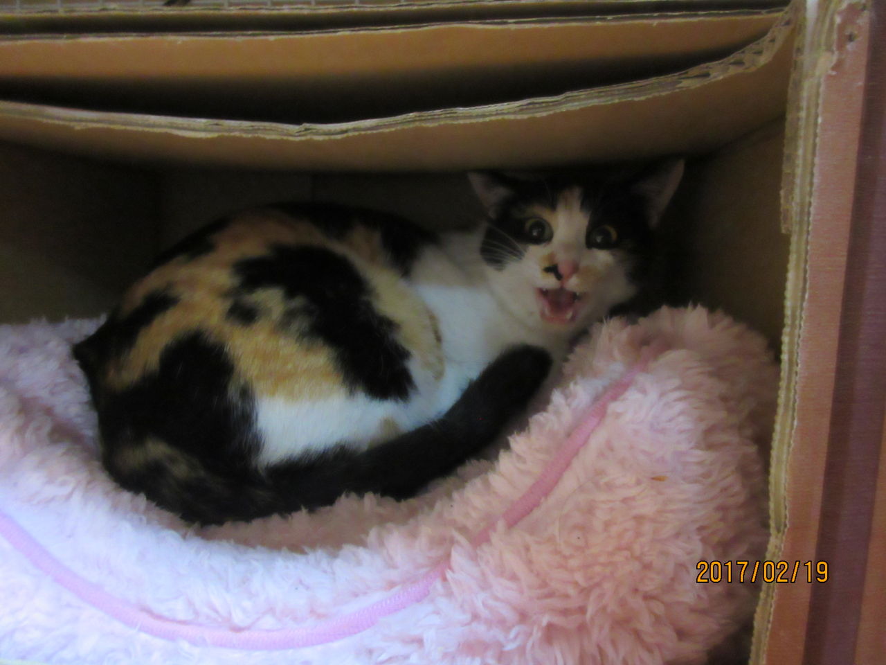 新顔だったり 福猫小町だったり ねこさま王国 新顔だったり 福猫小町だったり ねこさま王国