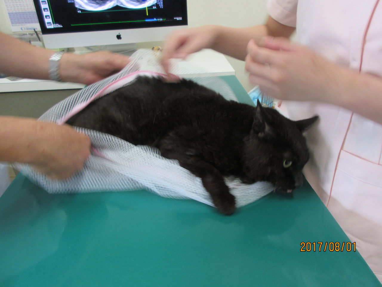 ひじきちゃんの手術と子猫続々 : ねこさま王国