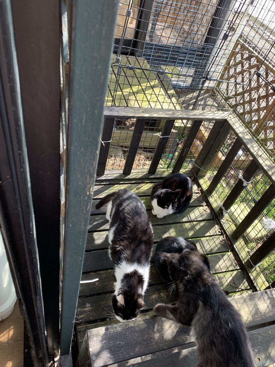 ねこさま王国 ねこさま王国