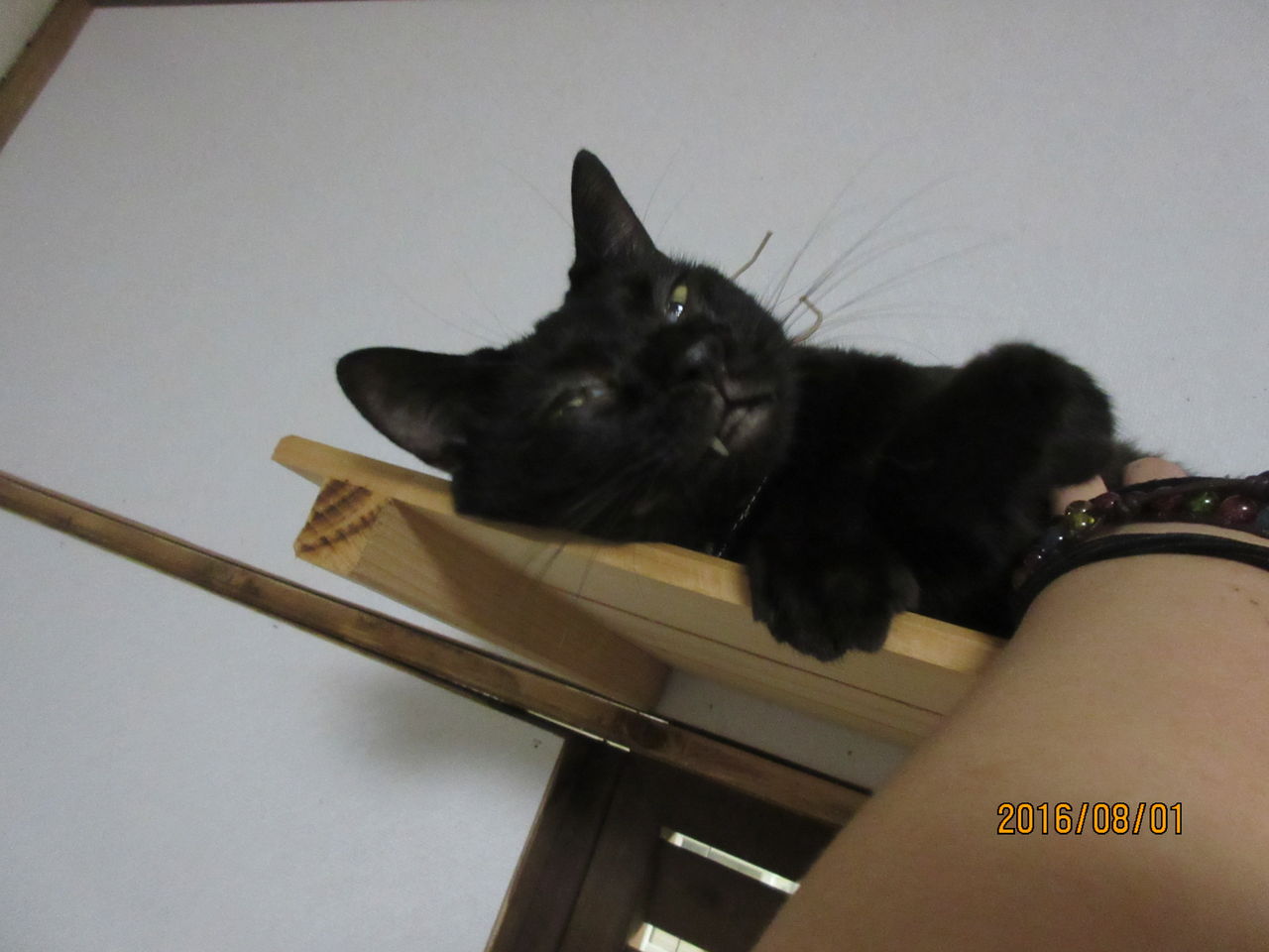 わるいわるい ねこさま王国