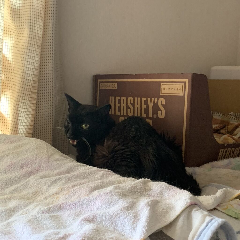 白血病キャリアの子 ねこさま王国