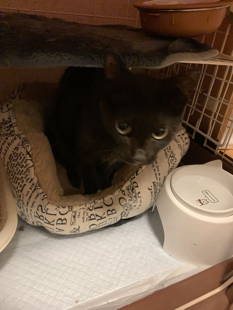 にゅー保護っ子 ねこさま王国