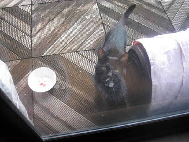 新保護猫のねばねば子猫と黒猫 その後 ねこさま王国 新保護猫のねばねば子猫と黒猫 その後 ねこさま王国