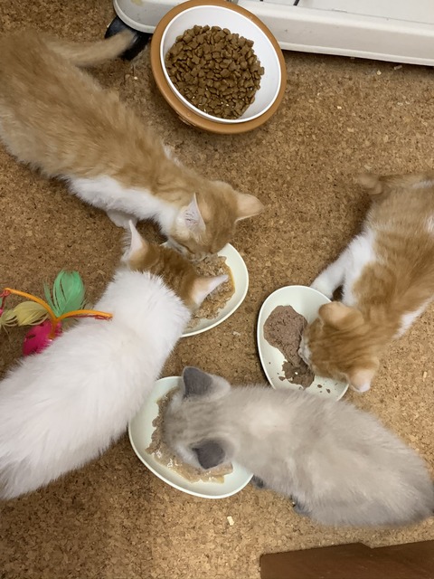 A81903FB-7DB9-48E1-93A5-3B94B6AD665C