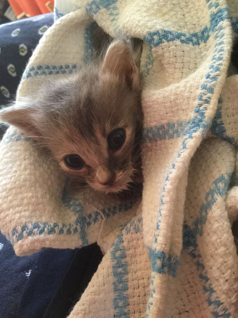 らいむちゃんや子猫たち ねこさま王国