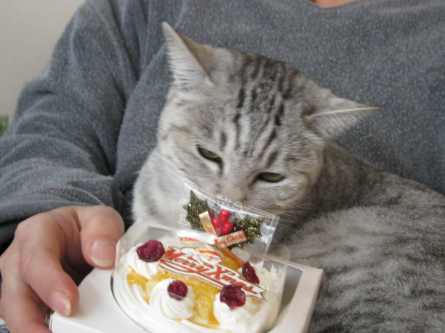 にゃんこクリスマスケーキと平和なイブ ねこさま王国