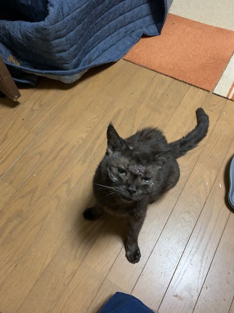 愛しのくまちゃん : ねこさま王国