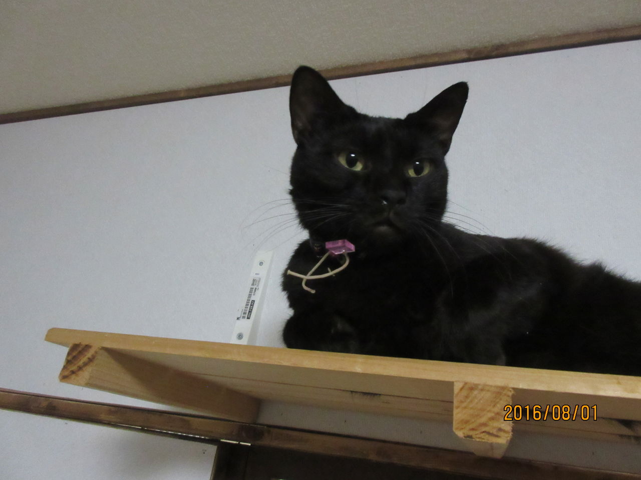 わるいわるい ねこさま王国