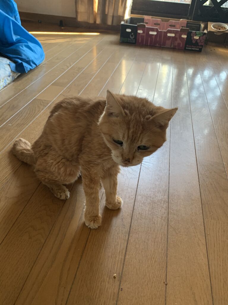 困った事態 ねこさま王国
