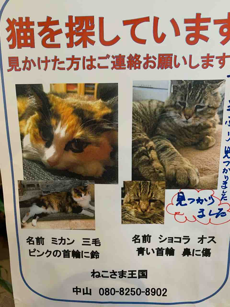 とにかくめでたく大変だった能登 : ねこさま王国