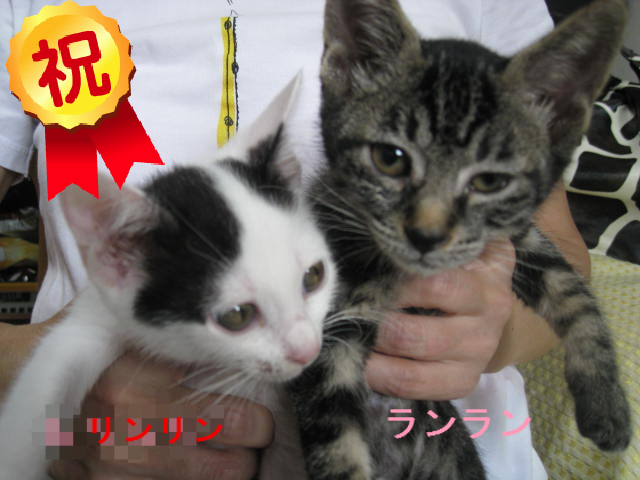 寿23 27 いっちゃん ねねちゃん リンリン ランラン pipi とひよこちゃんその後2 ねこさま王国 寿23 27 いっちゃん ねねちゃん リンリン ランラン pipi とひよこちゃんその後2 ねこさま王国