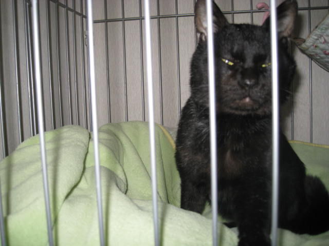 新保護猫のねばねば子猫と黒猫 その後 ねこさま王国