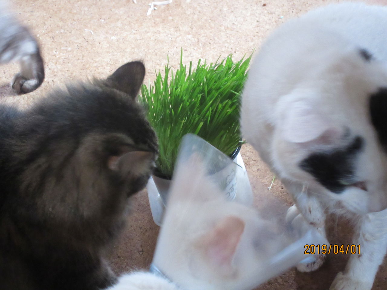 ねこたちとか : ねこさま王国