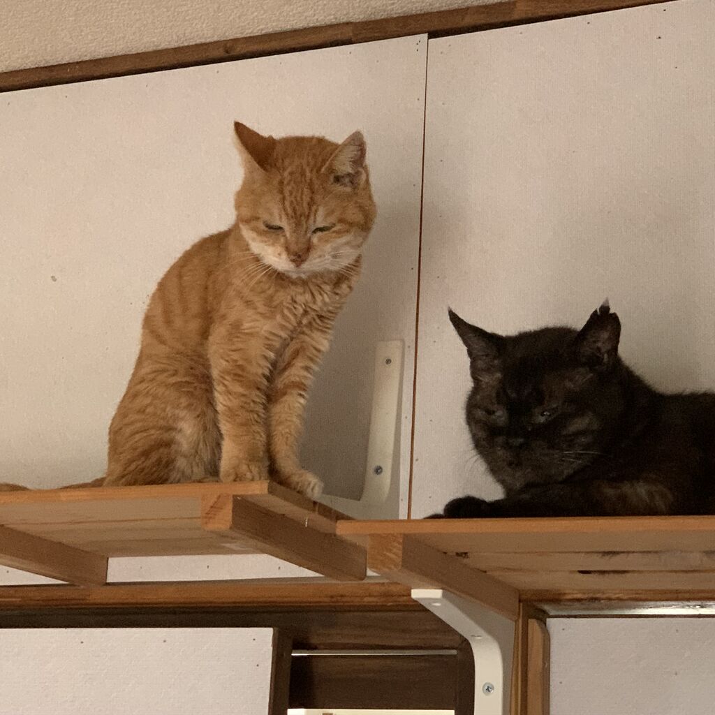 ちょっとショック 本当はすごくショック ねこさま王国 ちょっとショック 本当はすごくショック ねこさま王国