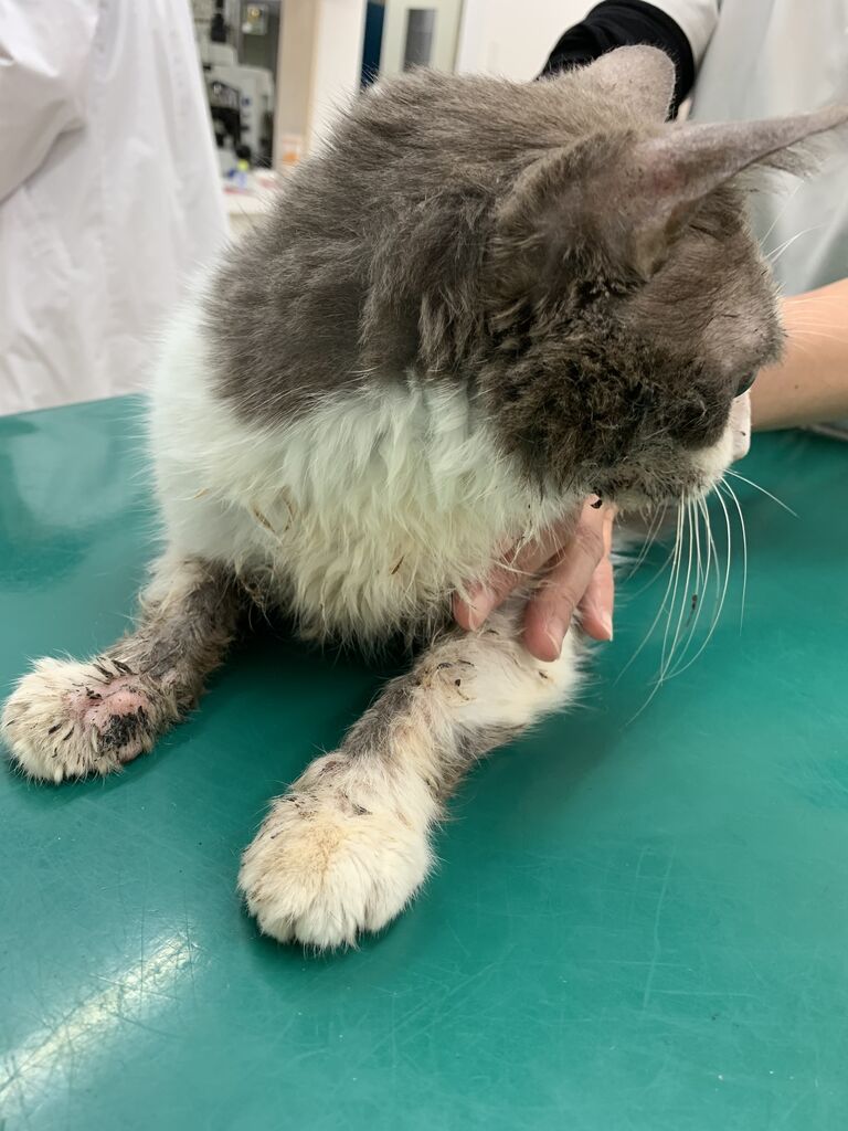 最悪な週 ねこさま王国 最悪な週 ねこさま王国