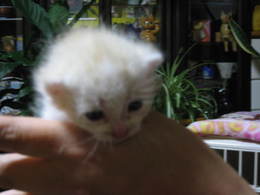 mimi