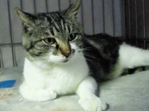 sumire