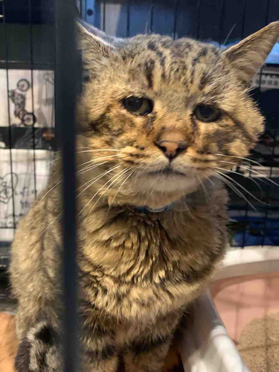 とにかくめでたく大変だった能登 : ねこさま王国