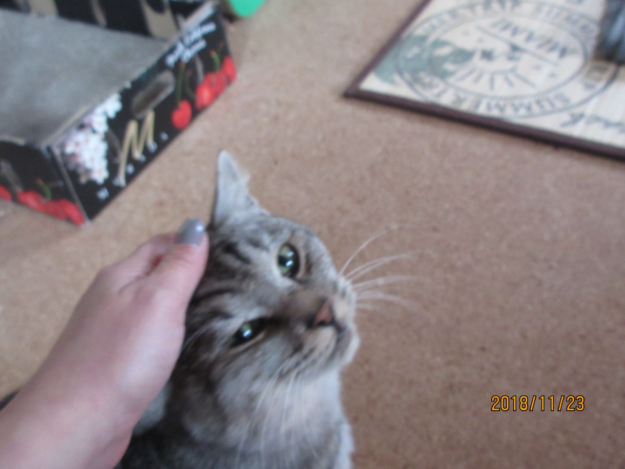 動物病院で寿命が縮む ねこさま王国