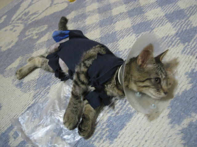 その後のミュウちゃんと骨盤骨折のちび猫ちゃん : ねこさま王国