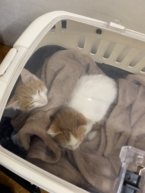 751978B0-CDC0-4DD6-8452-B800FA1F4825