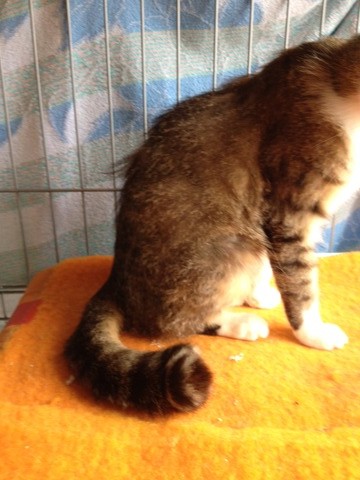 mikisixtupo