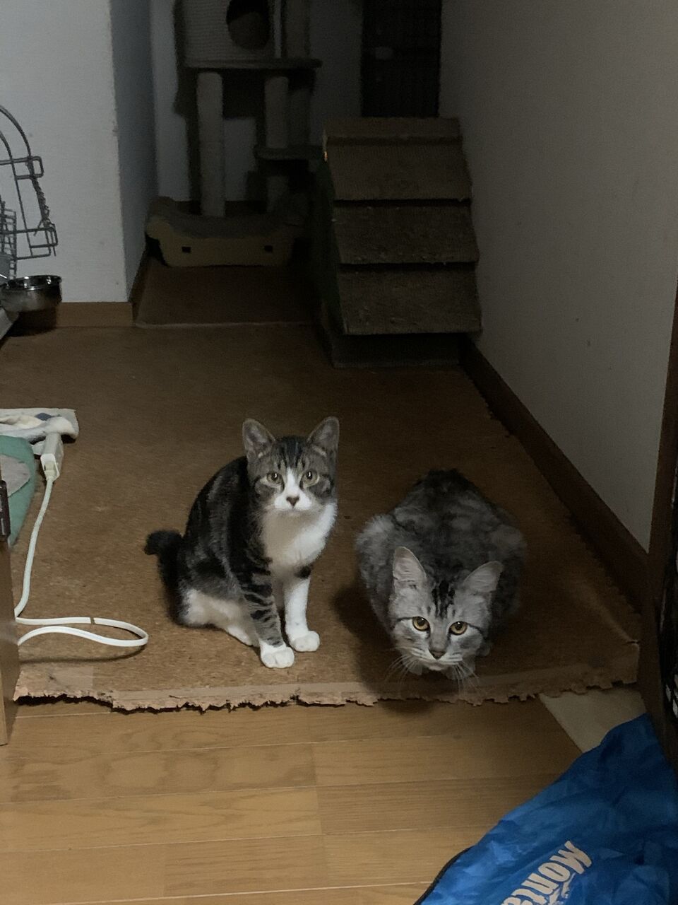 なんだかなー ねこさま王国 なんだかなー ねこさま王国