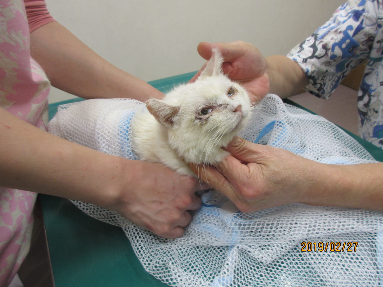 あれから一週間 ねこさま王国