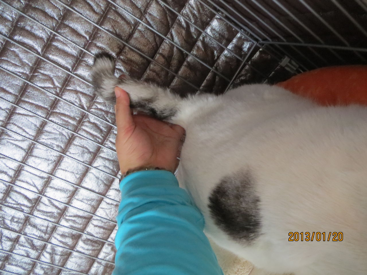 業務連絡 ねこさま王国 業務連絡 ねこさま王国