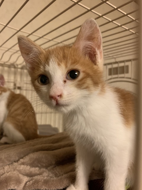 3CB9E67A-484F-4989-9E53-D01E347EDFFE