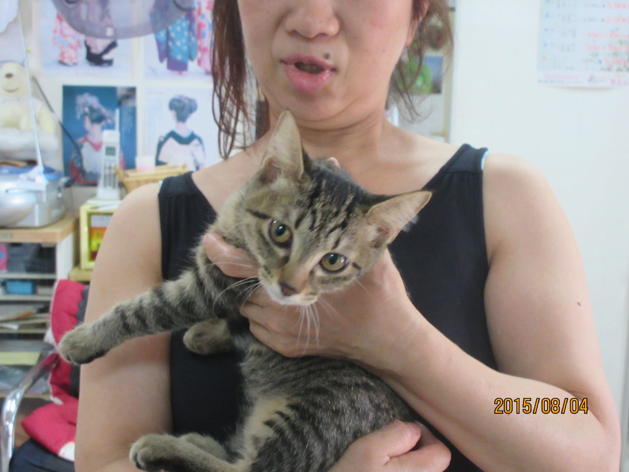 ぽつん と つくし ねこさま王国