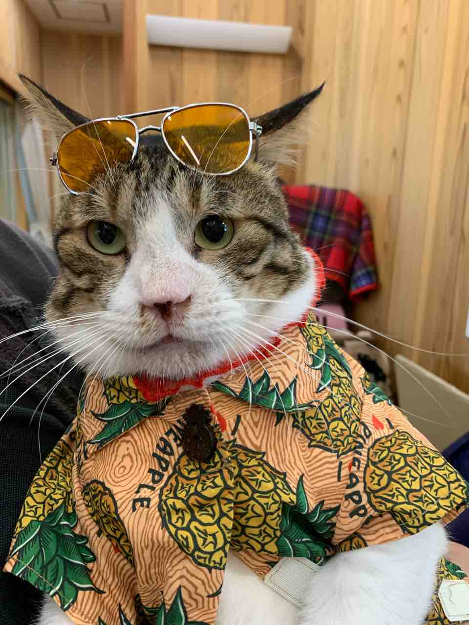 新入り保護っ子 : ねこさま王国