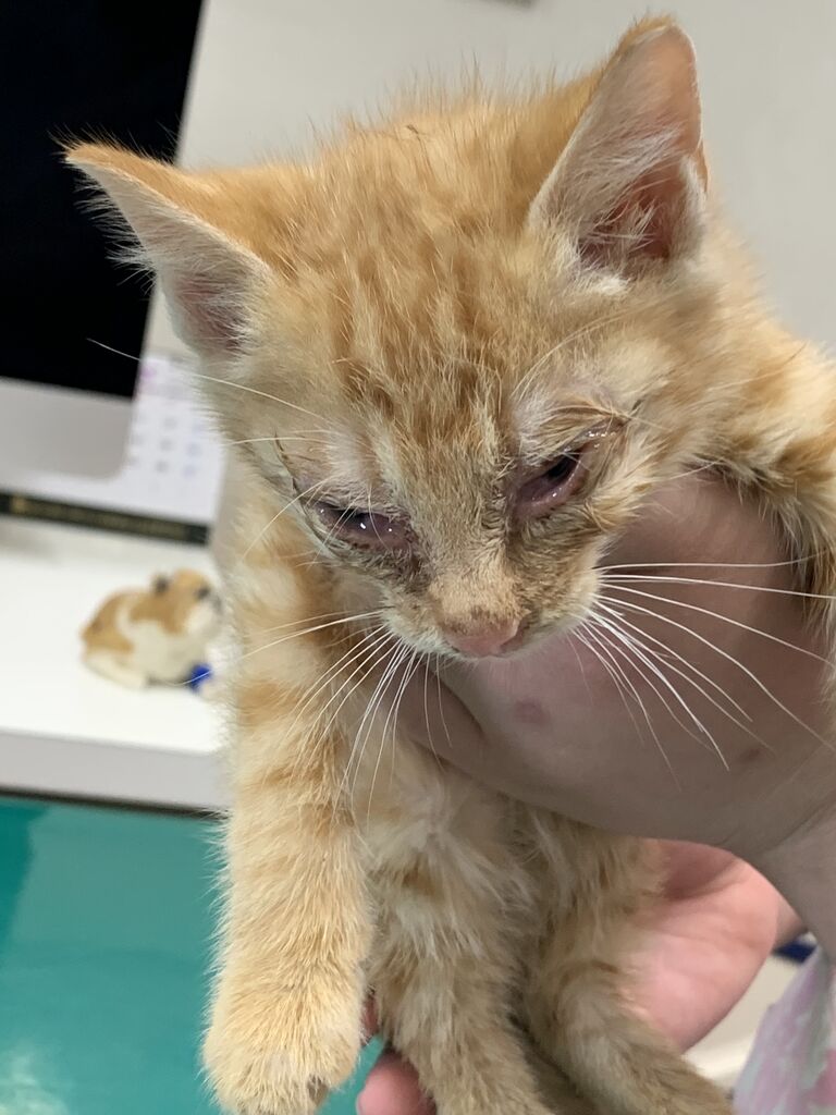 子猫が入って来たのだけれど : ねこさま王国