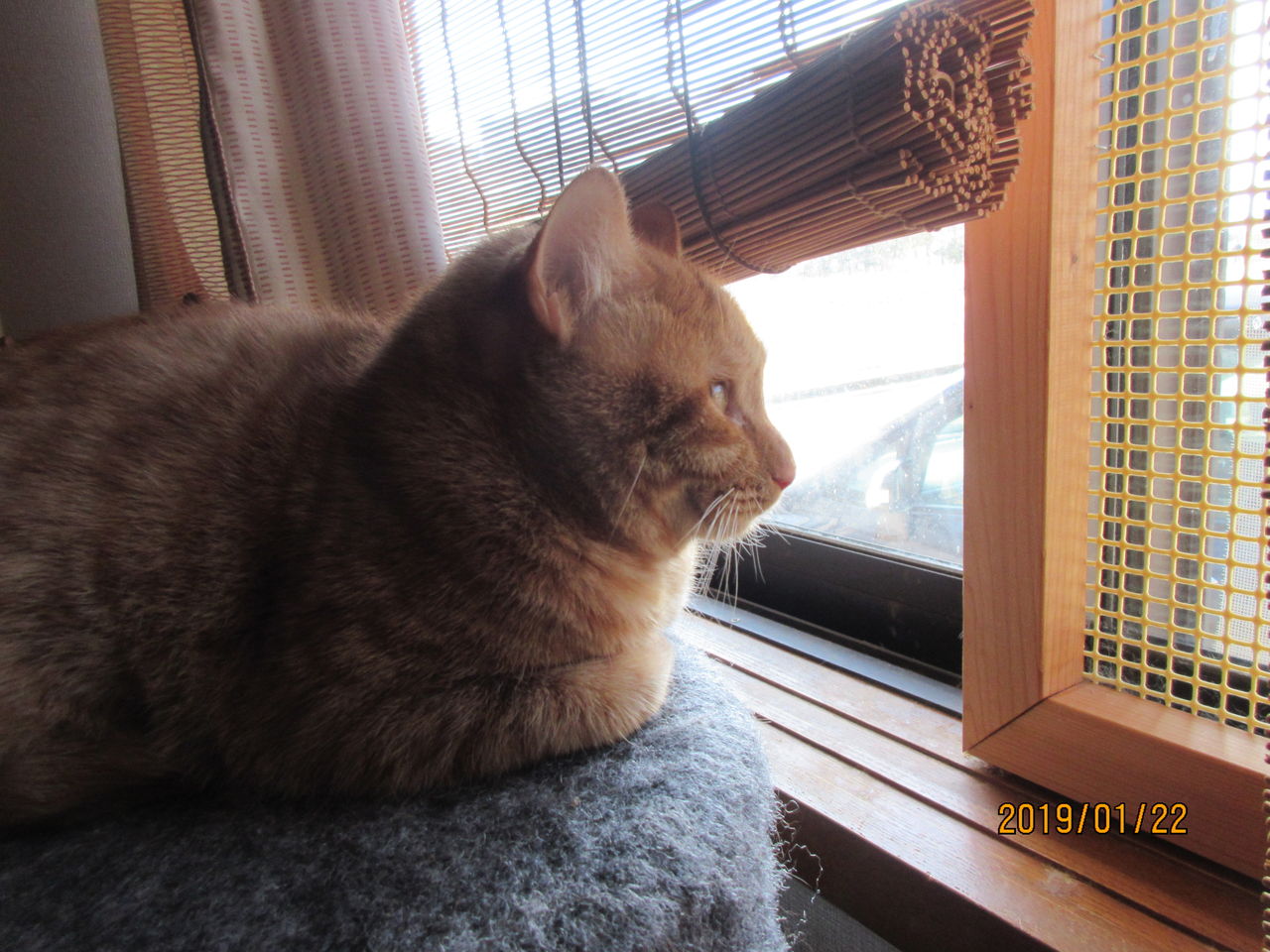 雪の日のヒカル ねこさま王国