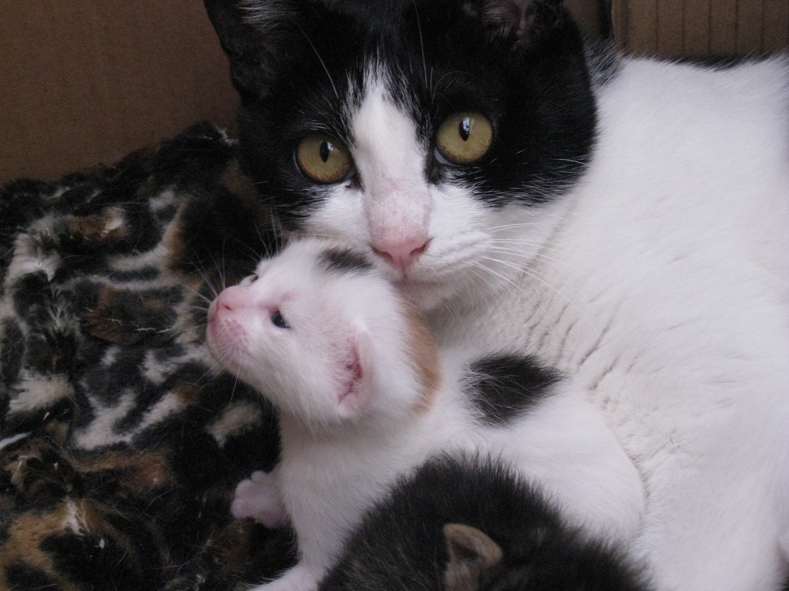 春一番 ねこさま王国