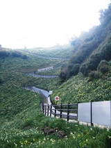 灘黒岩水仙郷