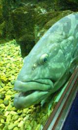 魚