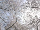 060403桜天井