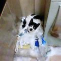 ヒメちゃんは巣づくり