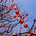 060304紅梅