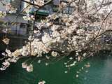 桜と大岡川